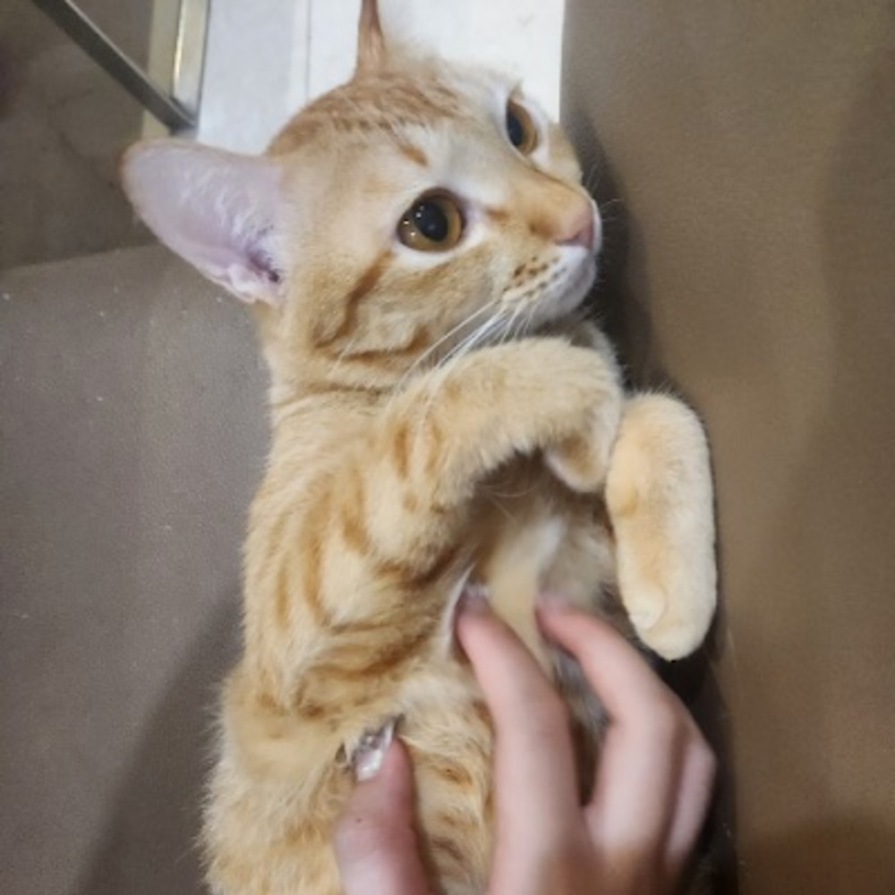 Meet your Posher, Suri